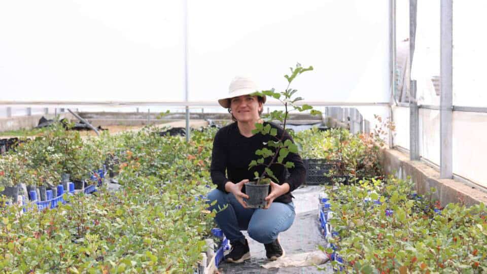 Büyükşehir Belediyesi'nden Alanya'nın Coğrafi İşaretli Keçiboynuzuna 5 Bin Fidan Desteği